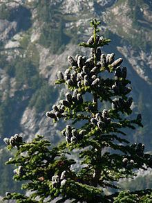 Abies lasiocarpa httpsuploadwikimediaorgwikipediacommonsthu