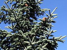 Abies magnifica Abies magnifica Wikipedia