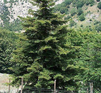 Abies nebrodensis Abies nebrodensis Sicilian Fir plant lust