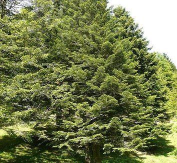 Abies nebrodensis Abies nebrodensis Sicilian Fir plant lust
