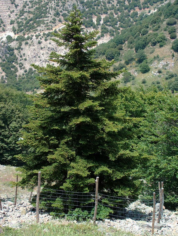 Abies nebrodensis FileAbies nebrodensisjpg Wikimedia Commons