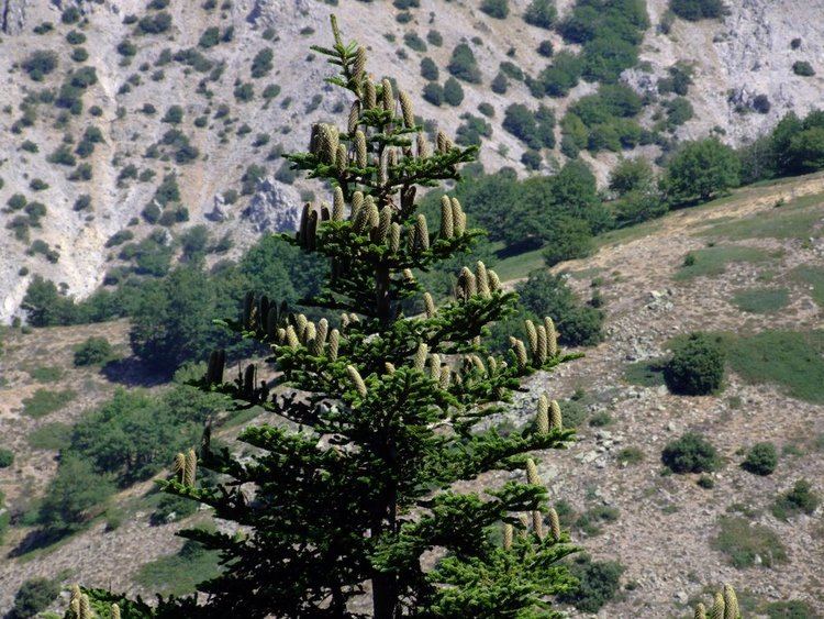 Abies nebrodensis Panoramio Photo of Abies Nebrodensis Vallone Madonna degli
