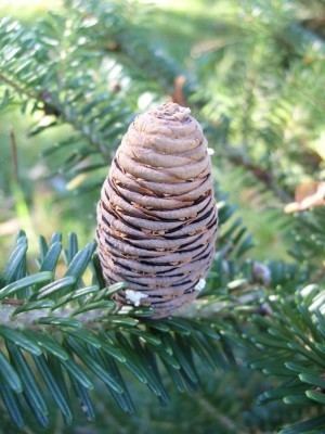 Abies nephrolepis Abies nephrolepis Conifer Record