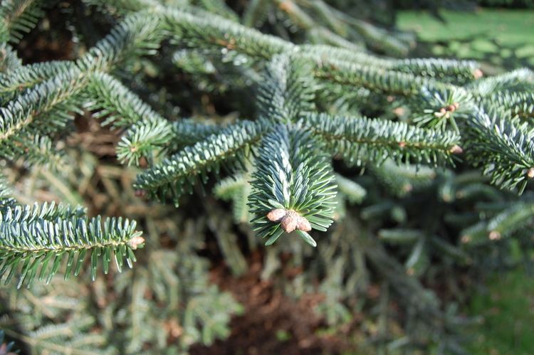 Abies numidica Abies numidica landscape architect39s pages