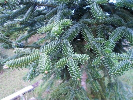 Abies numidica Abies numidica Conifer Record