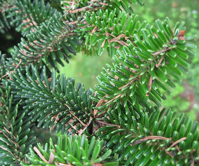 Abies numidica Abies numidica EUFORGEN European forest genetic resources programme