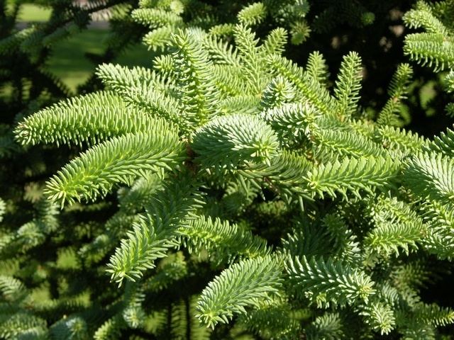 Abies numidica Algerian fir Abies numidica Biopix photoimage 11833