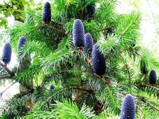 Abies pindrow Abies pindrow Conifer Record