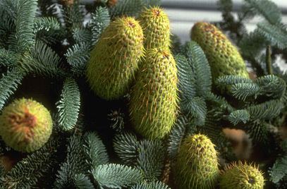 Abies procera Abies procera noble firRHS Gardening