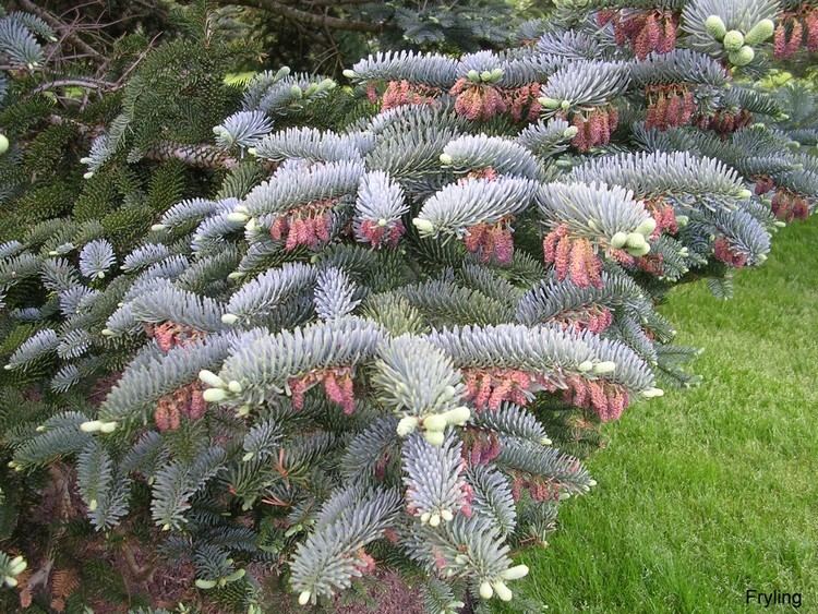 Abies procera Online Plant Guide Abies procera 39Glauca39 Noble Fir