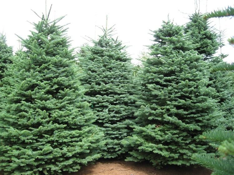 Abies procera Trees Planet Abies procera Noble Fir Red Fir