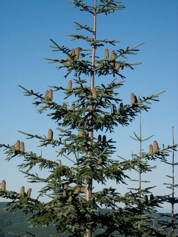 Abies procera Abies procera noble fir description