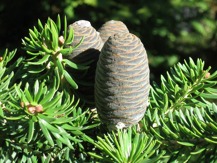 Abies recurvata Abies recurvata cones An easily recognized species in spi Flickr