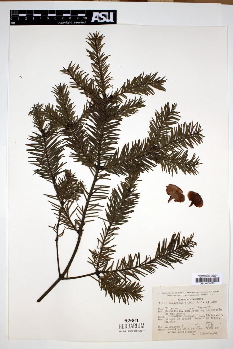 Abies religiosa MABA Abies religiosa