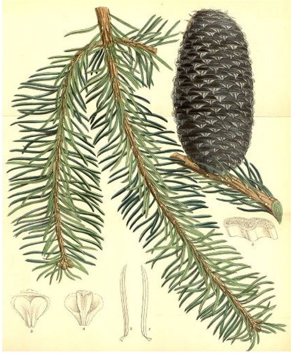 Abies religiosa Abies religiosa Conifer Record