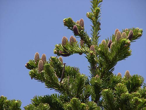 Abies sachalinensis Abies sachalinensis Health effects and herbal facts