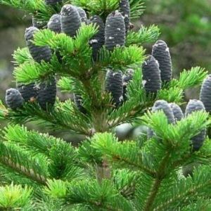 Abies sibirica Abies sibirica Conifer Record