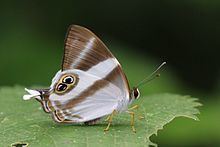 Abisara neavei httpsuploadwikimediaorgwikipediacommonsthu