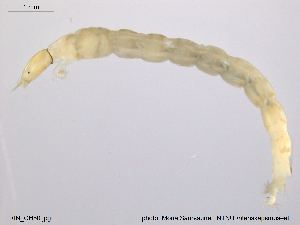 Ablabesmyia BOLD Systems Taxonomy Browser Ablabesmyia monilis species