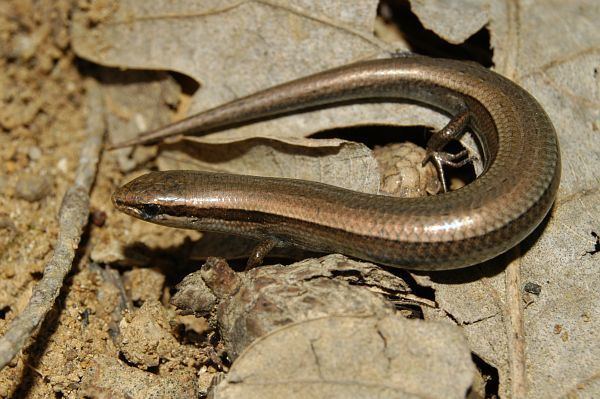 Ablepharus kitaibelii Ablepharus kitaibelii Snakeeyed Skink photo fid1252 Balcanicainfo