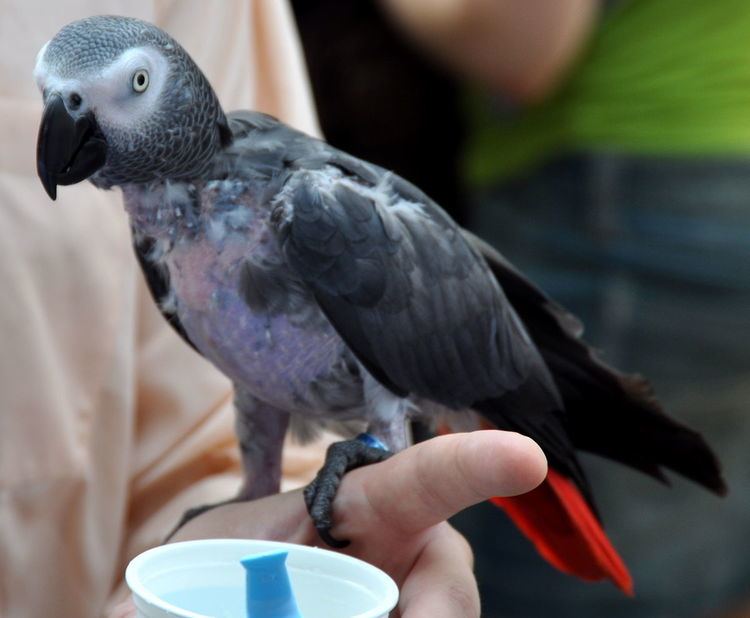 Abnormal behaviour of birds in captivity