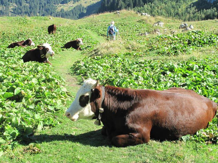 Abondance cattle httpsuploadwikimediaorgwikipediacommons11