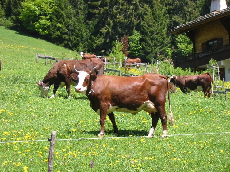 Abondance cattle FileAbondance cows 2jpg Wikimedia Commons
