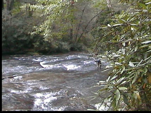 Abrams Creek (Tennessee) wwwflyfishingsmokymountainscomimagesabramsjpg