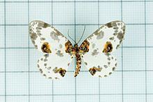 Abraxas (moth) httpsuploadwikimediaorgwikipediacommonsthu
