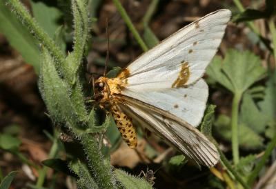 Abraxas pantaria Nature du Gard les Papillons de nuit Zrne du Frne Abraxas