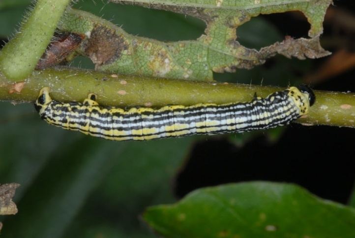 Abraxas sylvata European Lepidoptera and their ecology Abraxas sylvata