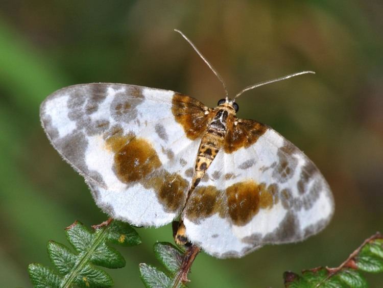 Abraxas sylvata lepinetfr Abraxas sylvata La Zrne de l39Orme