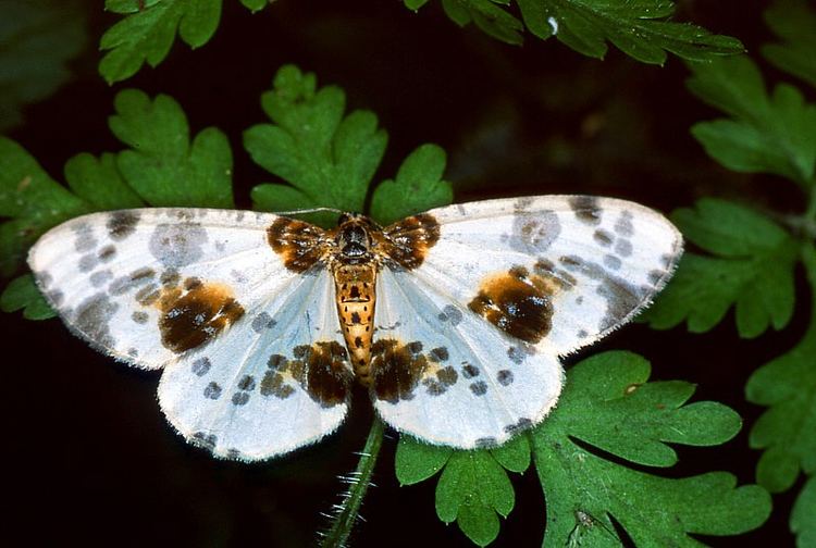 Abraxas sylvata Abraxas sylvata Clouded magpie moth Calospilos sylvatus