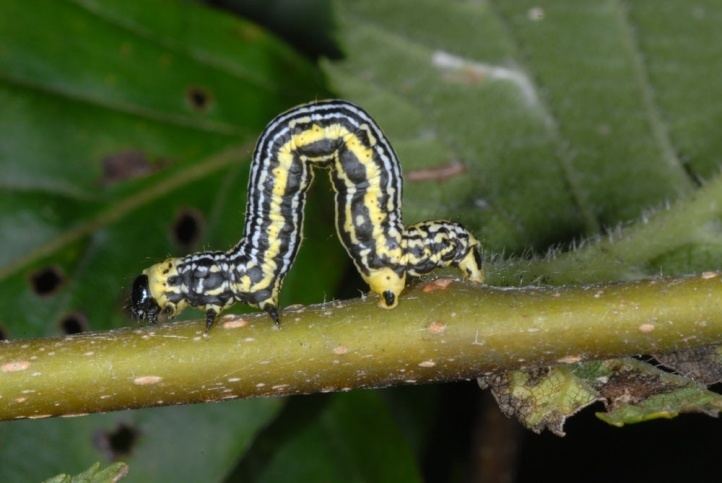 Abraxas sylvata European Lepidoptera and their ecology Abraxas sylvata