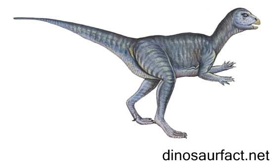 Abrictosaurus wwwdinosaurfactnetPicturesAbrictosaurus2jpg