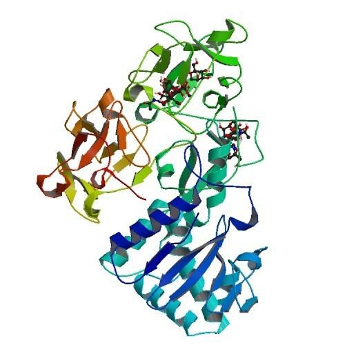 Abrin RCSB PDB 1ABR CRYSTAL STRUCTURE OF ABRINA Structure Summary Page