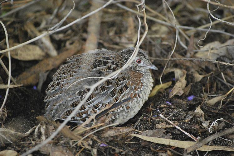 Abrolhos painted buttonquail