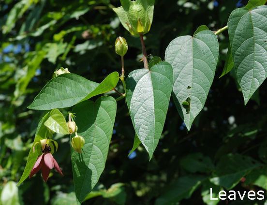 Abroma augustum Yak kapuAbroma augustum Herbal plants Sri Lanka