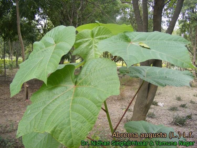 Abroma augustum Medicinal Plants Abroma augusta