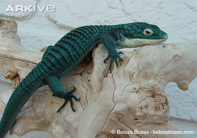 Abronia graminea Abronia photo Abronia graminea G129778 ARKive