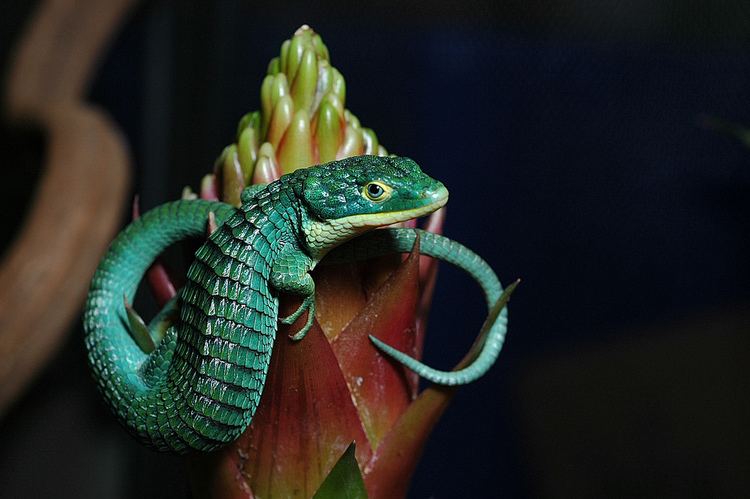 Abronia graminea Abronia graminea ClintHill Flickr