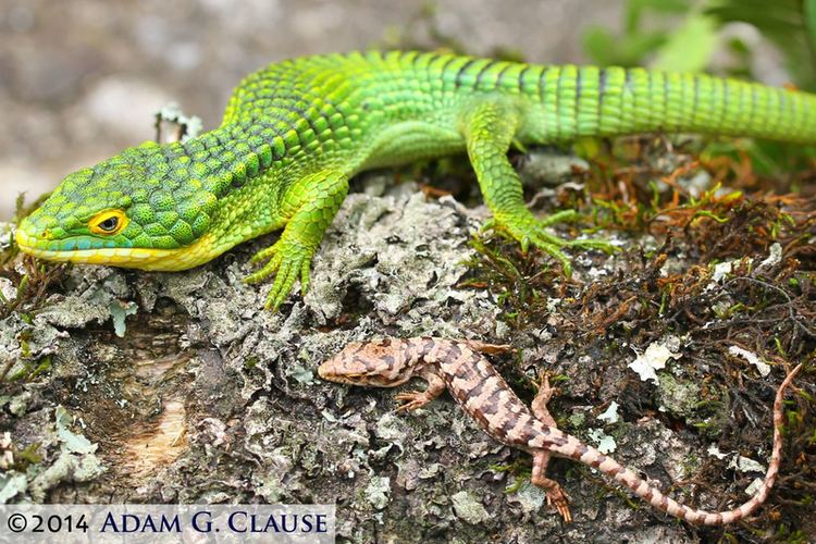 Abronia graminea Exploitation Threatens Arboreal Alligator Lizards