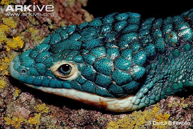 Abronia graminea Abronia videos photos and facts Abronia graminea ARKive