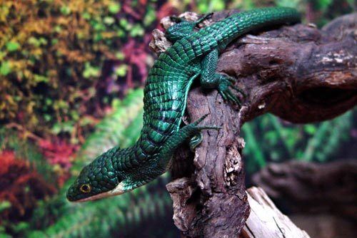 Abronia graminea Abronia graminea