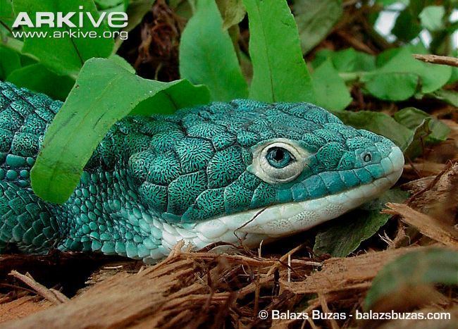 Abronia graminea Abronia photo Abronia graminea G129780 ARKive