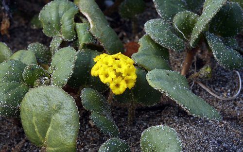 Abronia latifolia Sand Verbena Abronia latifolia