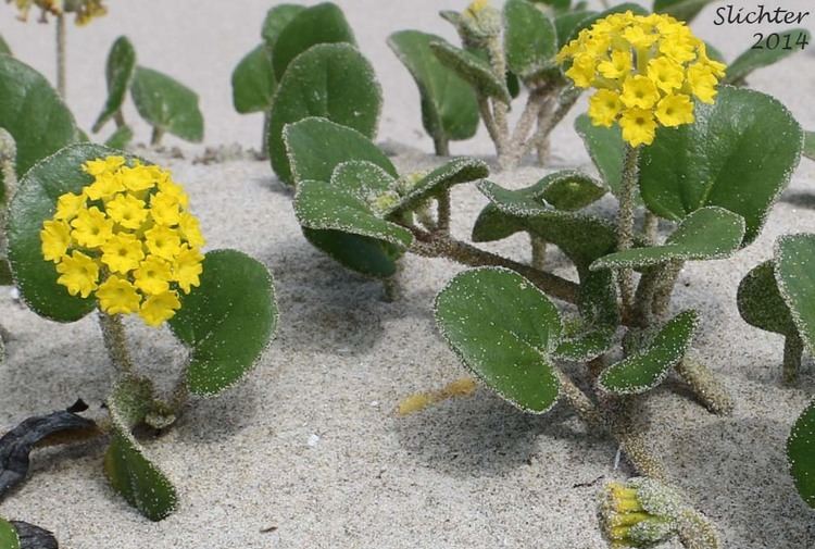 Abronia latifolia Coastal Sandverbena Yellow Sandverbena Yellow Sandverbena