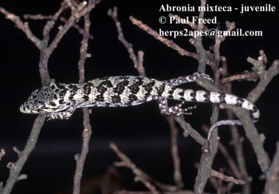 Abronia mixteca Abronia mixteca The Reptile Database