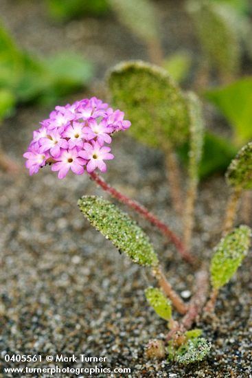 Abronia umbellata Abronia umbellata pink sand verbena Wildflowers of the Pacific