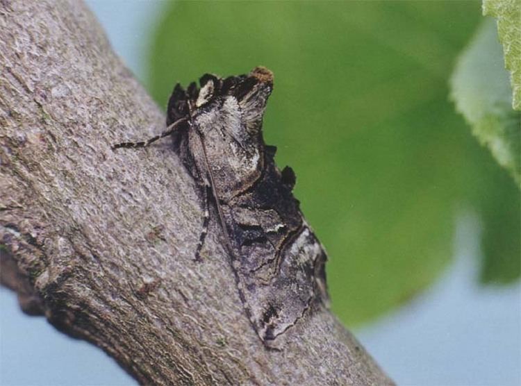 Abrostola tripartita The Spectacle Abrostola tripartita UKMoths